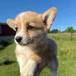 Jane - Red female Pembroke Welsh Corgi puppy in Delton, Michigan from CorGizmo