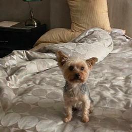 Kissi - Yorkshire Terrier