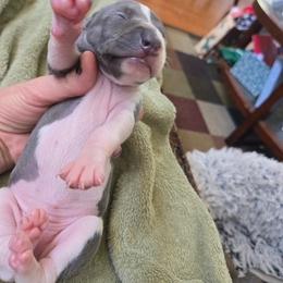 Italian Greyhound Puppies from Fisher Link