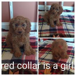 Girl 2 - Red female Cavapoo puppy in Ranger, Georgia from Gemini's Cavapoos