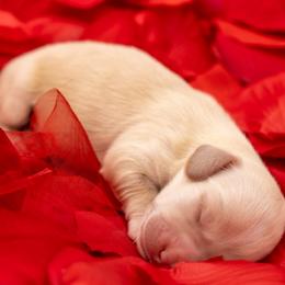 Apollo - Cream male Dachshund puppy in Mesa, Arizona from Dach Army LLC