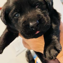 Thor - Black male Labrador Retriever puppy in Arlington, Iowa from Uncle Bucks Labrador Retrievers