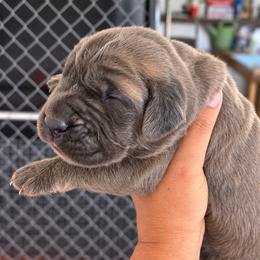 Tino - Fawn male Cane Corso puppy in Trenton, Texas from Trained To Go Corso Kennels (T.T.G. Corso Kennels)