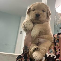 Carmel - Golden female Golden Retriever puppy in Saint Pauls, North Carolina from Copperfield’s Goldens