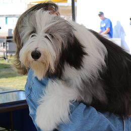 Emerald - Bearded Collie