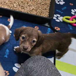 Mandy 3500 - Brindle female Dachshund puppy in Gatesville, Texas from CJ's Dach Dynasty