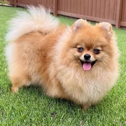 Gloria - Pomeranian