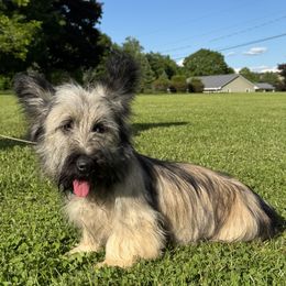 Vikki - Cream female Skye Terrier puppy in Pittston, Pennsylvania from Stars in the Skyes
