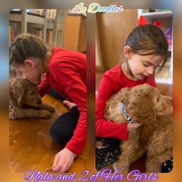 Goldendoodle Puppies from Lu Doodles
