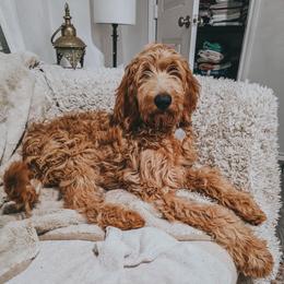 Rain - Apricot female Goldendoodle puppy in Cleburne, Texas from Big Top Doodles