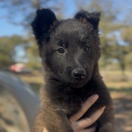 Female alert, regal and loving - Black sable female Belgian Malinois puppy in Dallas, Texas from OreVis Malinois