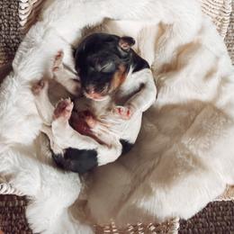 Oakley - Tri-color male Cavapoo puppy in Virginia Beach, Virginia from Son Kissed Puppy Co