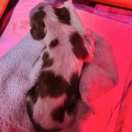 Deny - Blenheim female Cavalier King Charles Spaniel puppy in Tunbridge, Vermont from Solheimar