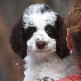 Yellow boy - Brown and white male Bernedoodle puppy in Waukesha, Wisconsin from Bernedoodle Boutique (and Cavapoos)