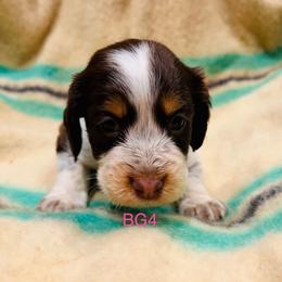 BG4 - Tri-Roan female English Springer Spaniel puppy in Britton, South Dakota from K&S Canines