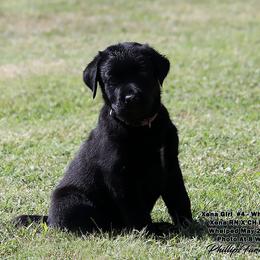 Girl 3 - female Labrador Retriever puppy in Point, Texas from Lakylu Kennels