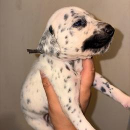 Havoc - White and black male Dalmatian puppy in Toledo, Ohio from Exquisite Dalmatians & Standard Poodles