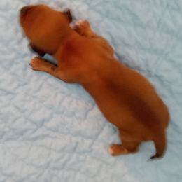 Clifford - Red male Dachshund puppy in Cedar Rapids, Iowa from Paulassillydogs