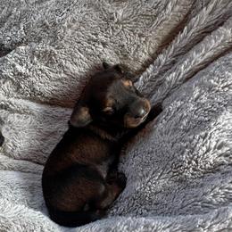 Twyla - Sable female Dachshund puppy in Summit, South Carolina from Doxies4Paws
