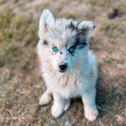 Echo - Merle male Pomsky puppy in Cleveland, Ohio from Lake Point Pomskies