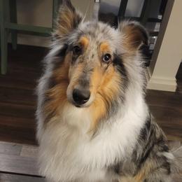 Willow - Collie