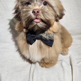 Shih Tzu Puppies from Adrianas Beautiful Shitzu’s