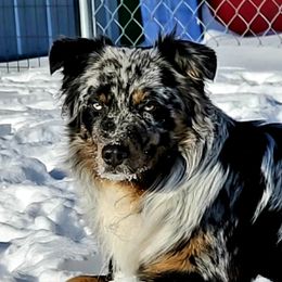 Colden - Australian Shepherd