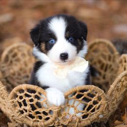 Cady - Black tri-color female Australian Shepherd puppy in Georgetown, Texas from River Reign Australian Shepherds