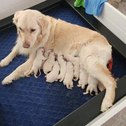 Blue - Light golden male Golden Retriever puppy in Post Falls, Idaho from River Heights Golden Retrievers