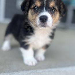 Gilly - Black and tan female American Corgi puppy in Brownstown, Indiana from Brave Country Kennels