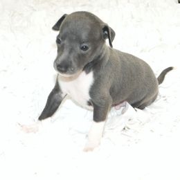 Milania Boy 3 - Blue male Italian Greyhound puppy in Sparta, Tennessee from Summerwind Kennel