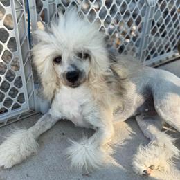 Bentley - AKC (neutered) - Cream male Chinese Crested puppy in Rockwall (Dallas Area), Texas from Ridgelake Ranch Chinese Cresteds