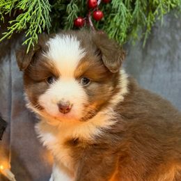 Hannah - Red female Miniature American Shepherd puppy in Clinton, Missouri from Mockingbirds American Minis