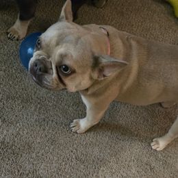 Jade - French Bulldog