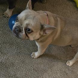Jade - French Bulldog