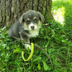 Cinnamon - Blue female Pembroke Welsh Corgi puppy in Aleppo, Pennsylvania from Donna's Corgis