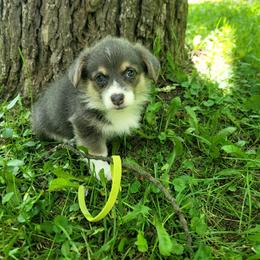 Cinnamon - Blue female Pembroke Welsh Corgi puppy in Aleppo, Pennsylvania from Donna's Corgis