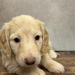Cove - Red male Dachshund puppy in Bowerston, Ohio from Hangin’ H Kennels, LLC