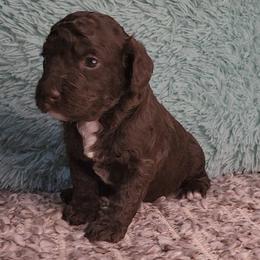 Mack - Brown female Cockapoo puppy in Missouri from KDK Missouri Miniature Poodles