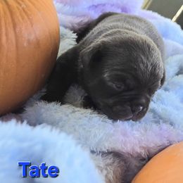Tate - Fawn male Pug puppy in Boiling Springs, South Carolina from Monsterpugs