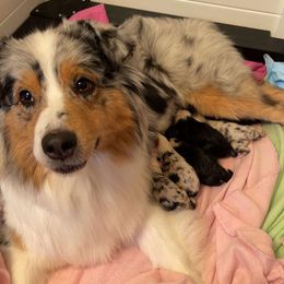 "New Arrivals!" Australian Shepherd Puppies from Mezzo Australian Shepherds