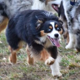 Fame - Miniature Australian Shepherd