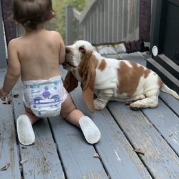 Basset Hound All Grown Up from Hoosier Hounds