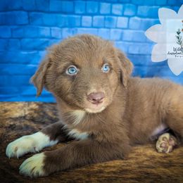 Whiskey - Red & white male Australian Shepherd puppy in Owego, New York from WildBloom Australian Shepherds