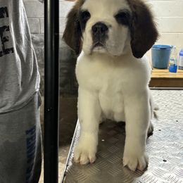 Girl 1 - Saint Bernard puppy in Clearfield County, Pennsylvania from Keystone Saints