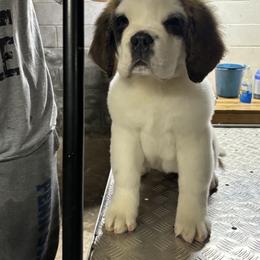 Girl 1 - Saint Bernard puppy in Clearfield County, Pennsylvania from Keystone Saints