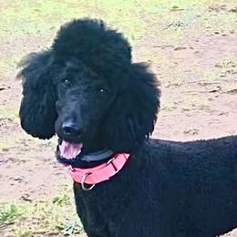 Poodles from Hidden Ridge Ranch