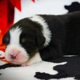 Gemma - Black tri female Miniature Australian Shepherd puppy in Menomonee Falls, Wisconsin from Hunt N Oaks