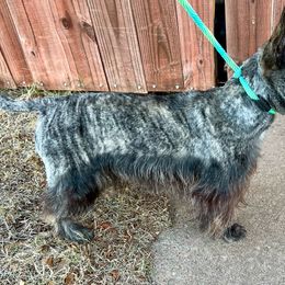 Lita - Scottish Terrier