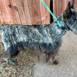 Lita - Scottish Terrier